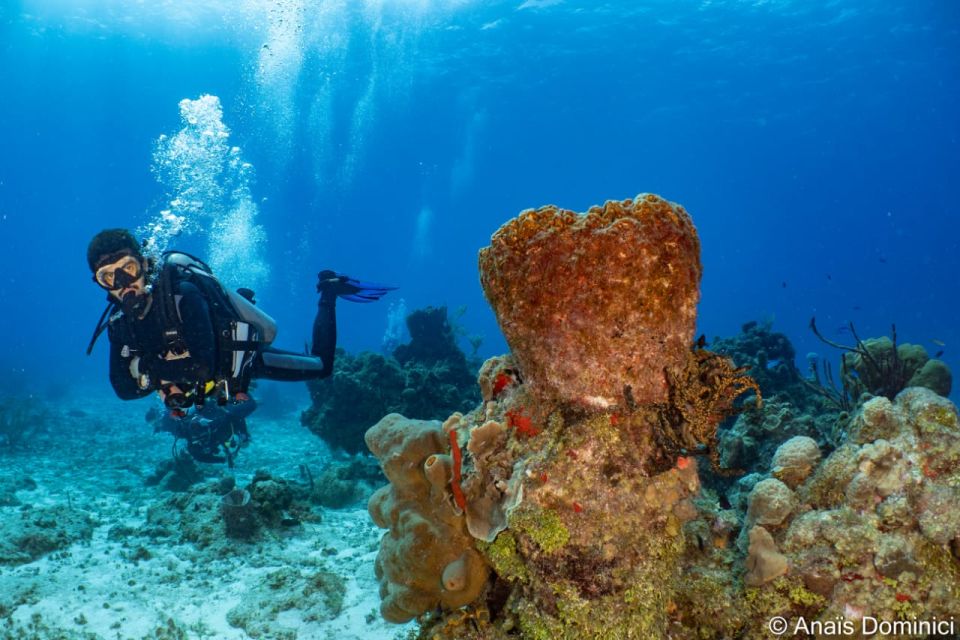 South Marine Park & Cozumel Reef Scuba Diving Tour - Location and Inclusions