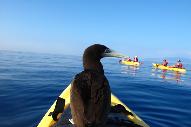 South Maui Kayak and Snorkel Tour With Turtles - Cancellation Policy Guidelines