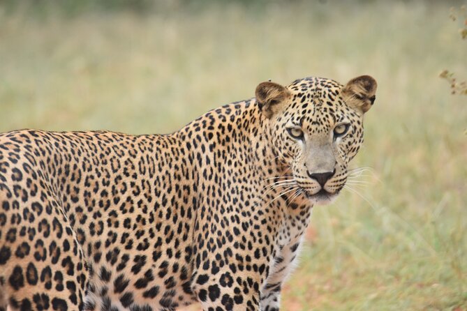 Special Leopard Safari Tour in Yala National Park by Malith & the Team - Cancellation Policy