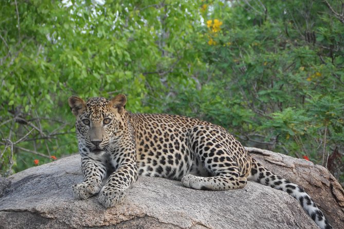 Special Leopards Safari Yala National Park - 04.30 Am to 11.30 Am - Reviews and Ratings by Travelers