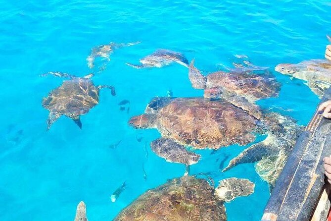 Spectacular Experience With Sea Turtles - Helpful Tips for a Memorable Experience