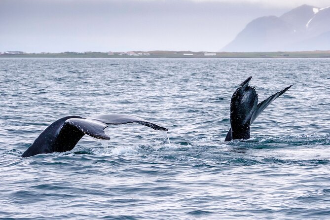 Speedboat Whale Watching Small-Group Tour in Reykjavik - Booking Information