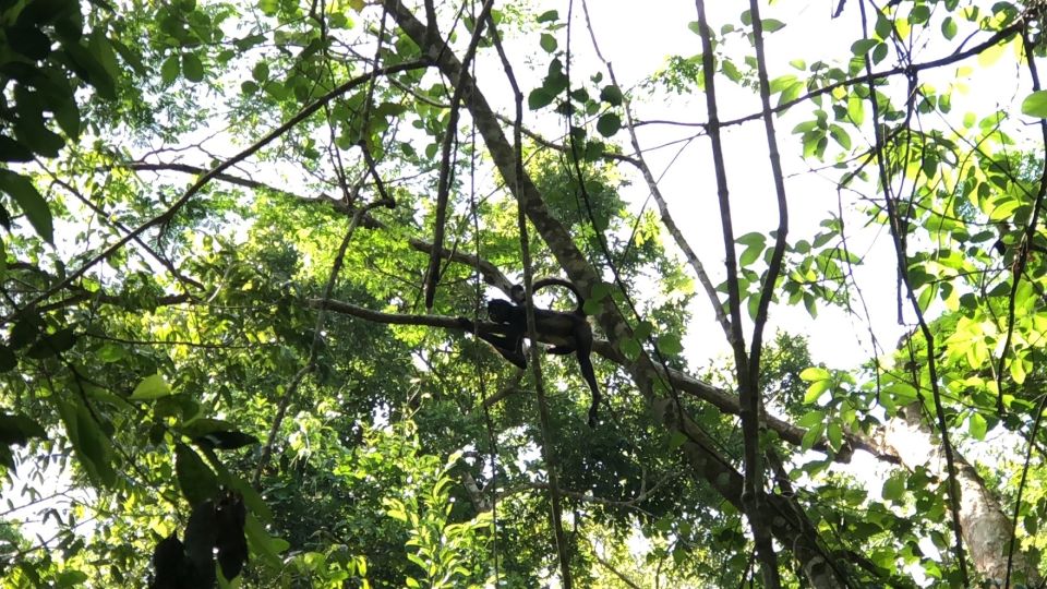 Spider Monkey at Punta Laguna - Location Information