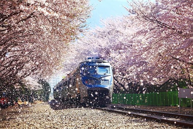 Spring 5 Days Cherry Blossom Jeju&Busan&Jinhae&Gyeongju on 31 Mar to 10 Apr - Additional Tour Information