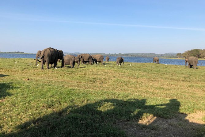 Sri Lanka Tour in 8 Days - Day 4: Wildlife Safari