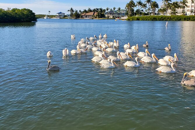 Sunset and Dolphin Tour, Fort Myers Beach and Sanibel Lighthouse - Customer Reviews