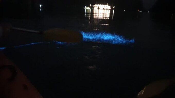 Sunset and Plankton Bioluminescent Night Kayaking - Booking and Logistics