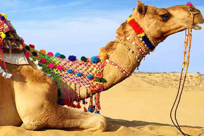 Sunset Camel Ride Including BBQ Dinner From Ras Al Khaimah - Common questions