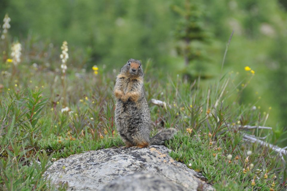 Sunshine Meadows Daily Guided Hike With Gondola - Location