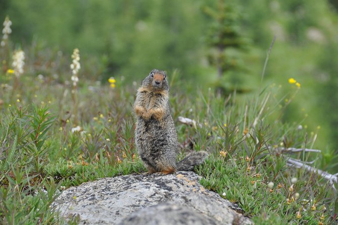 Sunshine Meadows Vistas - Guided Hike (Easy) - Customer Reviews