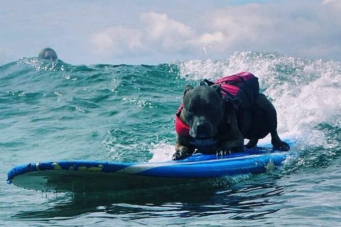 Surf With a Service Animal - Reviews and Testimonials Overview