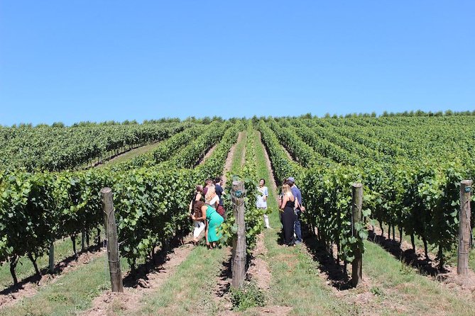 Sussex Vineyards Tour With Picnic and Wine Tastings  - Brighton - Additional Support