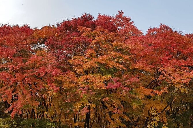 Suwon Hwaseong Purple Flower(Azalea) Cherry Blossom - Ticket Pricing and Refunds