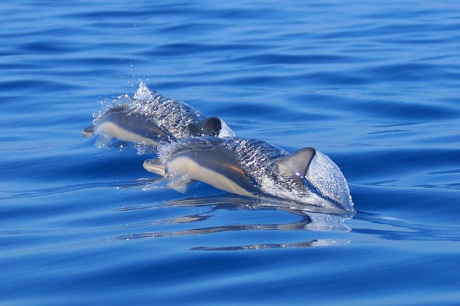 Swim With Dolphins in the Azores - Cultural Appreciation