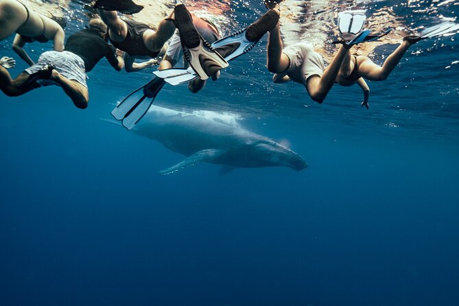 Swim With Humpback Whales - Safety and Environmental Considerations