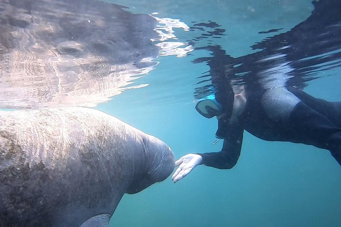 Swim With Manatees In Crystal River, Florida - Booking Details and Cancellation Policy