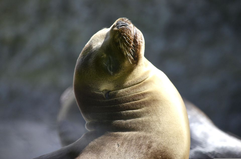 Swim With Sealion on Palomino Island - Safety Measures