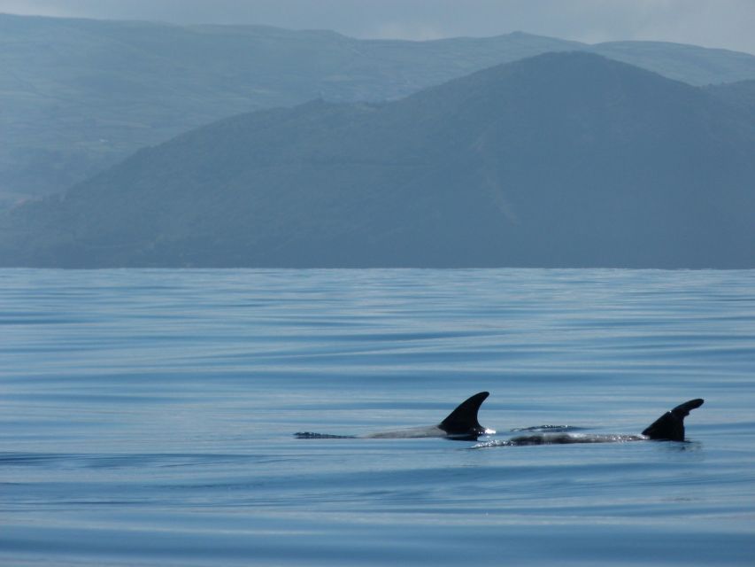 Swimming With Dolphins in Terceira Island - Safety Measures