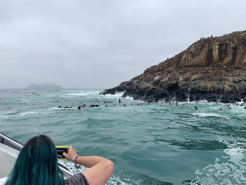 Swimming With Sea Lions In Lima