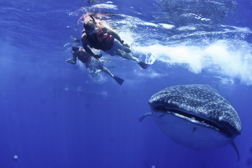Swimming With Whale Sharks in Cancun - Conservation Efforts