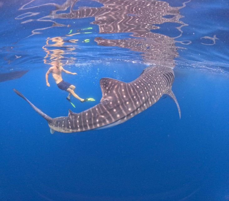 Swimming With Whale Sharks in Sumbawa - Safety Guidelines for the Experience