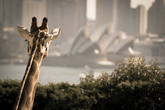Sydney Harbour Ferry With Taronga Zoo Entry and Whale Watching Cruise - Accessibility Information