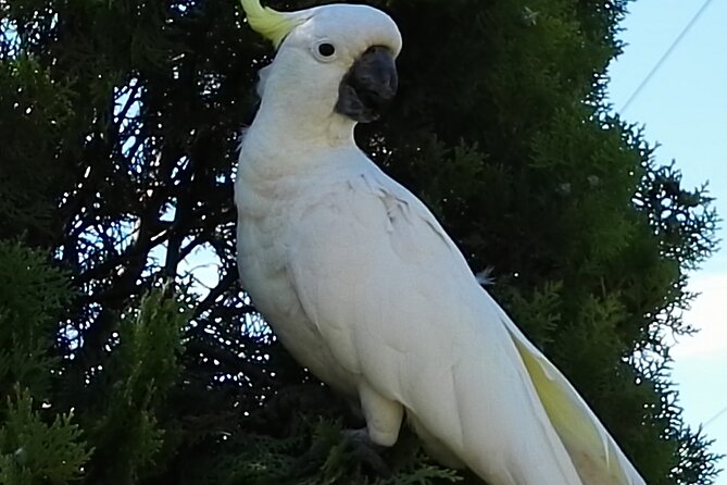 Sydney Parrots, a Unique Island and More - Last Words