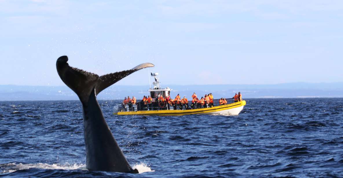 Tadoussac/Baie-Ste-Catherine: Whale Watch Zodiac Boat Tour - Wildlife Encounters