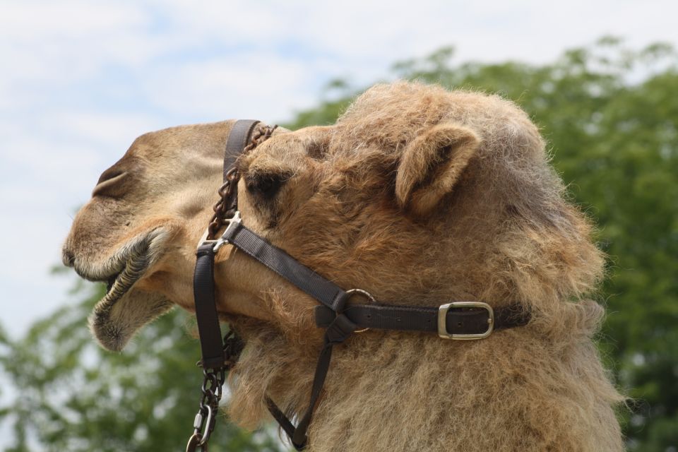 Taghazout Sunset Camel Ride - Language Support Offered