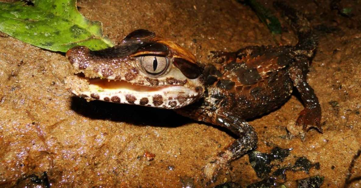 Tambopata: Search for Caimans in the Amazon Night Tour - Inclusions