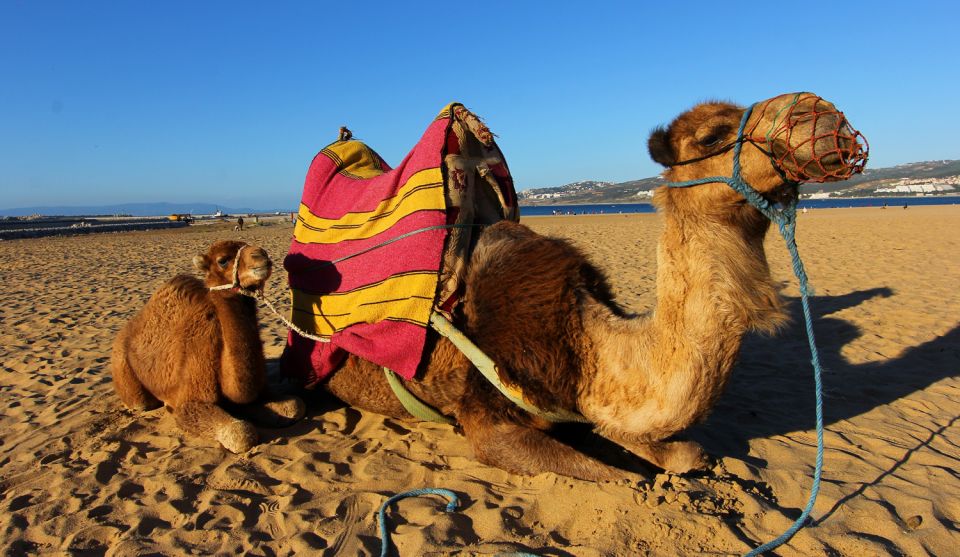 Tangier Day Tour: Private Tour With Camel Ride Lunch - Tour Description