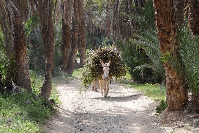 Taroudant & Tiout Guided Day Trip Including Lunch. - Traveler Feedback