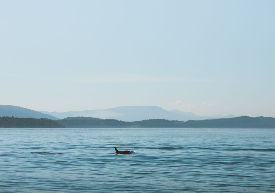 Telegraph Cove: 3-Hour Whale Watching Tour in a Zodiac Boat - Location Information