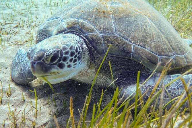 Tenerife Diving Course for Beginners With Two Dives - Cancellation Policy Details