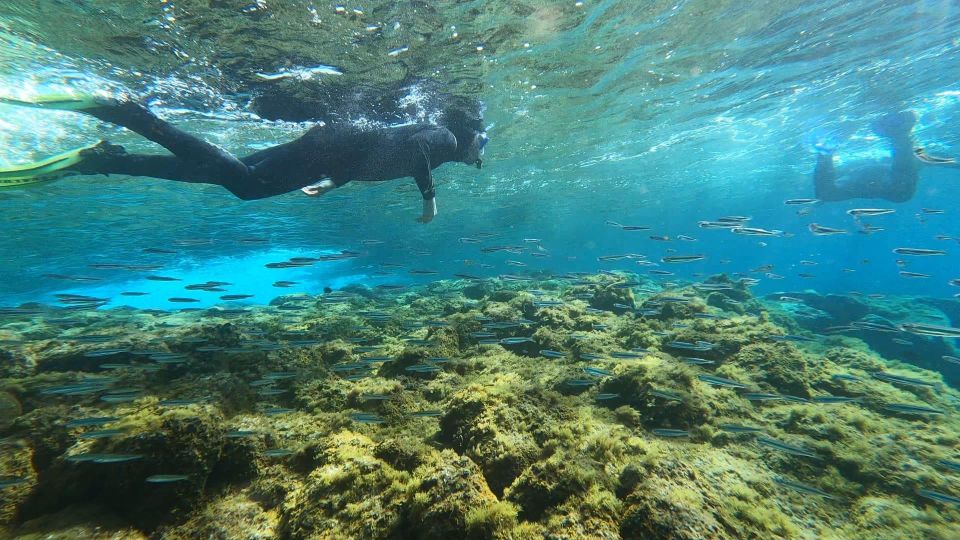 Tenerife: Snorkeling Tour in a Marine Protected Area - Important Information