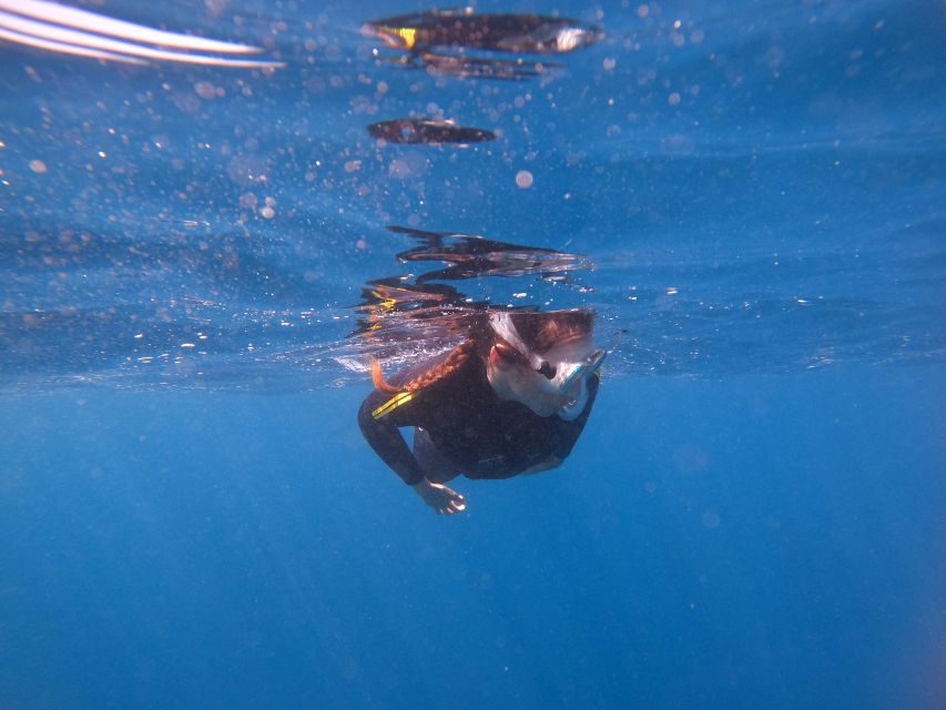 Tenerife: Snorkeling Trip in a Turtle Habitat - Meeting Point & Booking