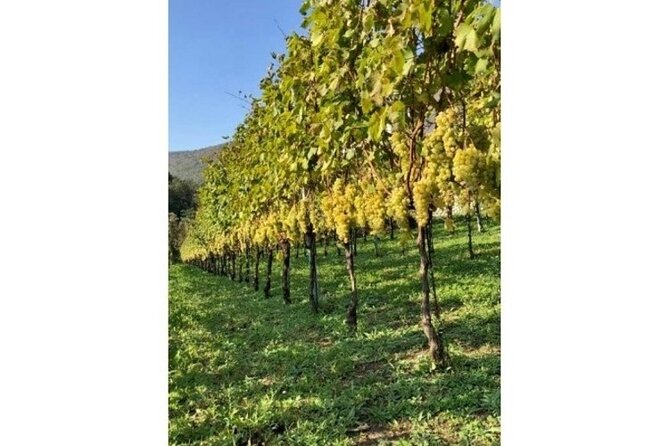 Tenuta San Francesco Wine Tasting - Customer Reviews and Ratings