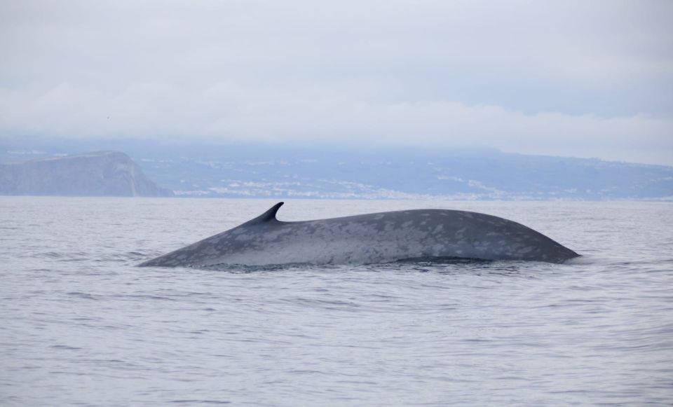 Terceira: Half-Day Dolphin and Whale Watching Tour - Detailed Product Specifics