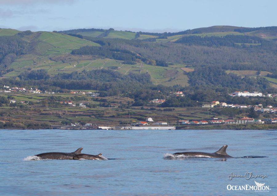 Terceira Island : Whale and Dolphin Watching Boat Excursion - Conservation and Sustainable Tourism