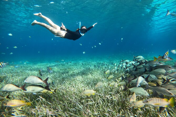The Cozumel Turtle Sanctuary Snorkel Tour - General Information