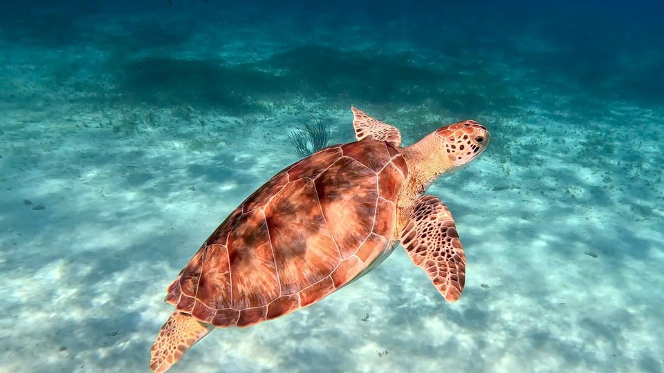 The Cozumel Turtle Sanctuary Snorkel Tour - Customer Reviews