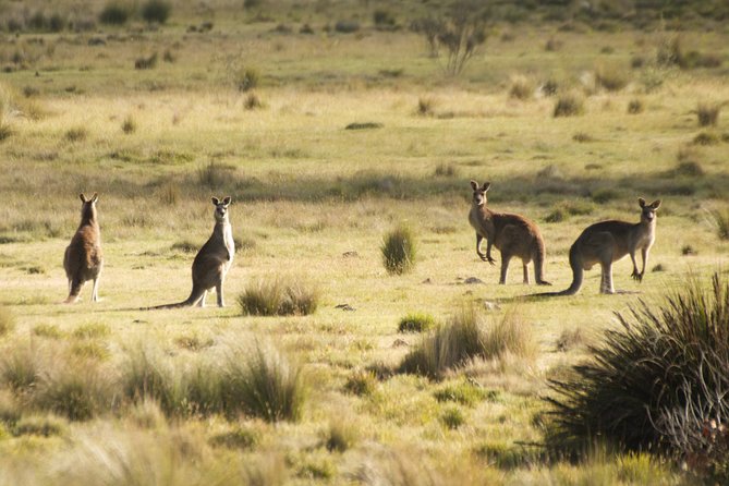 The Explorers Discovery Tour - Gold, Wine & Wildlife - Wine Tasting Sessions