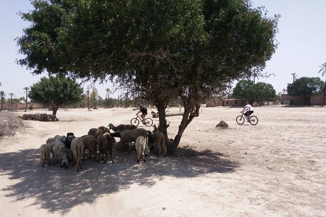 The Palmery Off-Road Bike Tour From Marrakech - Refund Policy and Cancellation Terms