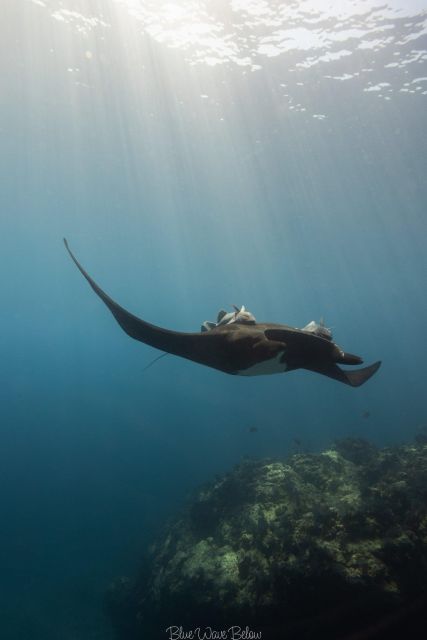 The Window: Manta Ray Dive at La Reina - Last Words