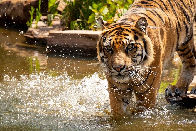 Tiger Experience at Melbourne Zoo - Excl. Entry - Traveler Participation Details