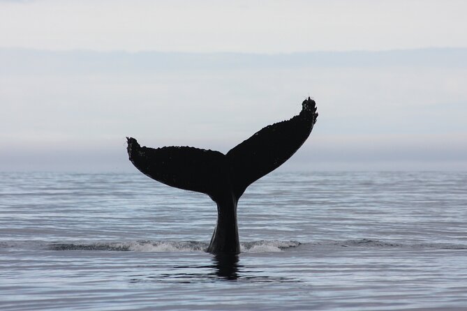 Top-Rated Snorkeling in Silfra & Whale Watching Self-Drive From Reykjavik - Common questions