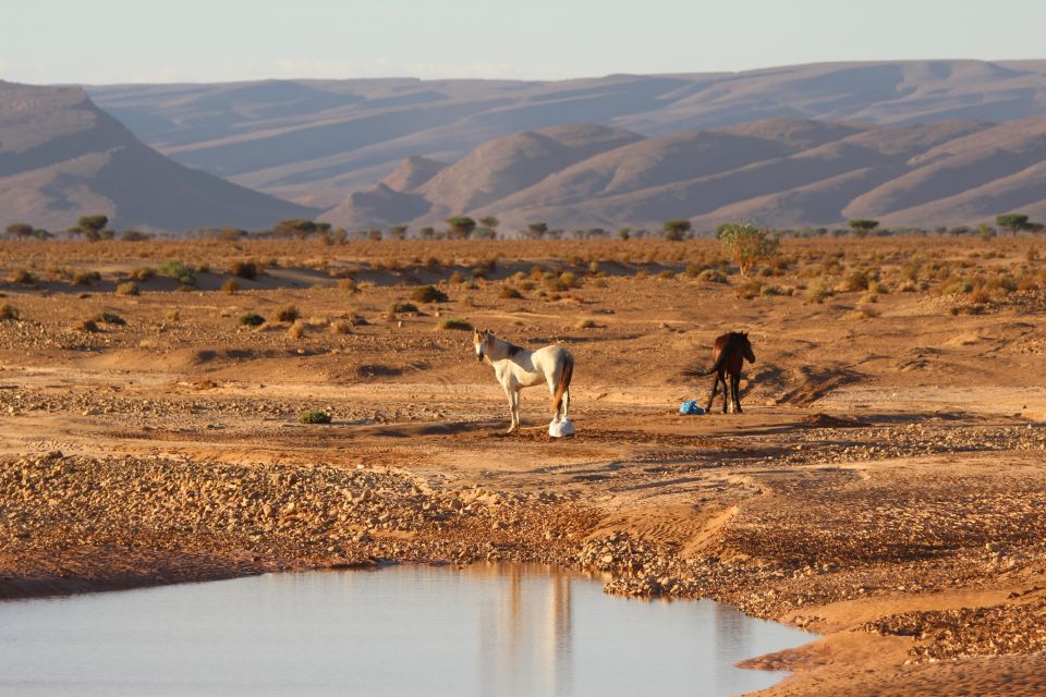 Touareg Desert Horseback Riding in Morocco - Key Information