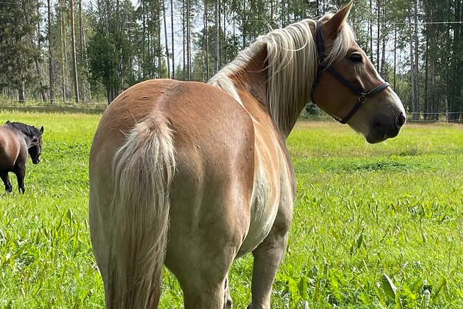 Tour to Aurora Horses Farm With Charming Finnhorses - Riding Helmet Guidelines