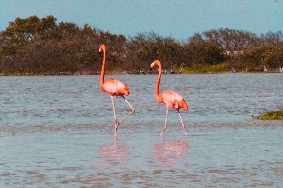 Tour to Las Coloradas and Rio Lagartos From Merida - Recommendations