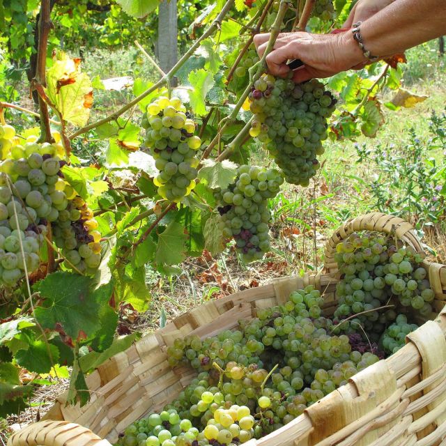 Traditional Cooking Class and Farm Tour in the Douro Valley - Language and Communication